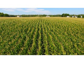 Property photo 9 - LAND AUCTION - 75.2+/- ACRES OFFERED IN 7 TRACTS IN ST. JOSEPH CO., INDIANA